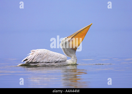Dalmatian pelican (Pelecanus crispus), swimming adult bird, swallowed up a fish, Greece, Macedonia Stock Photo