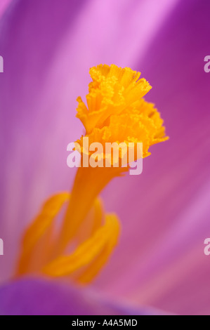 Close up of Purple Crocus showing yellow orange stamen Stock Photo