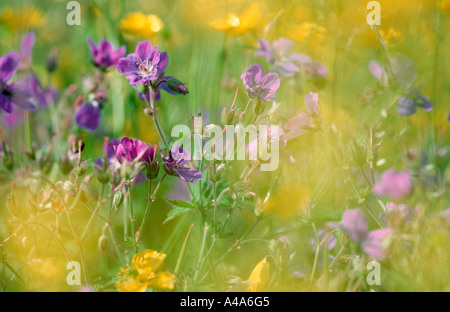 Flower Meadow / Blumenwiese Stock Photo