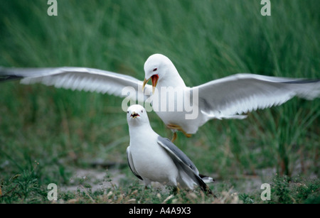 Common Gull / Mew Gull Stock Photo