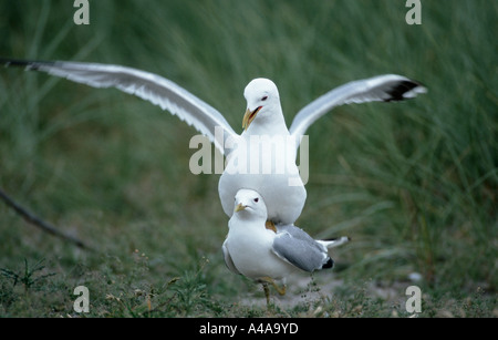 Common Gull / Mew Gull Stock Photo