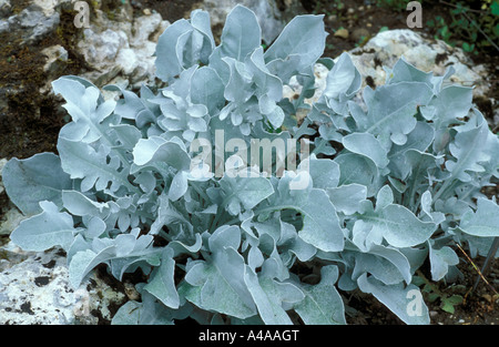 Centaurea ragusina Stock Photo