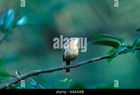 Carolina Wren Stock Photo