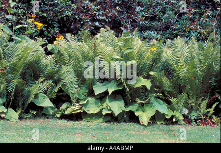 Flowerbed with fern Stock Photo