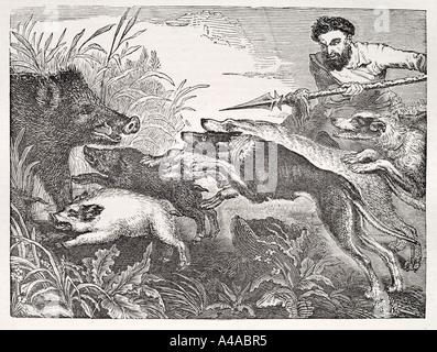 boar hunt hunting pig wild dog kill slay run down Nature natural world zoology animal pork chase Stock Photo