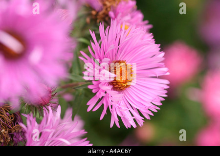 Aster novae angliae Mrs S T Wright New England aster Stock Photo