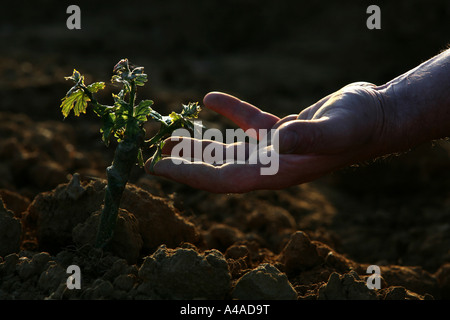 Vine piping in clayey ground Trentino Alto Adige Italy Stock Photo