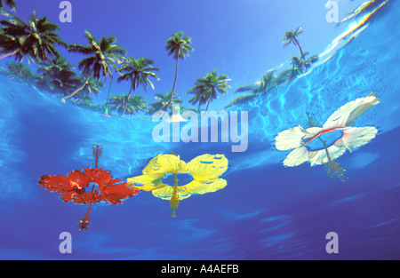 Underwater view upwards to floating flowers in water Fiji South Pacific Ocean Stock Photo