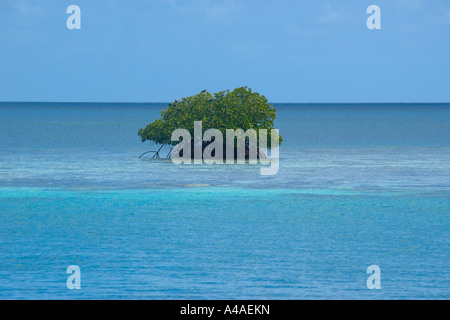 Mangrove in Truk lagoon Chuuk Federated States of Micronesia Pacific Stock Photo