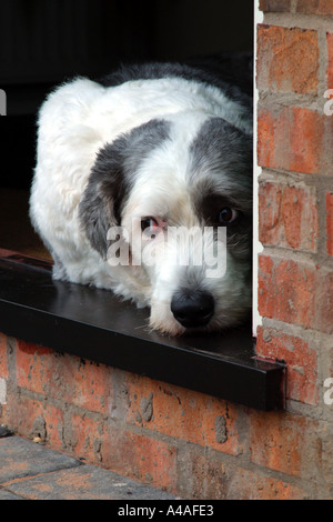 Old English Sheepdog lying in a doorway Stock Photo