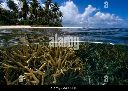 Split image of staghorn coral Acropora sp and island Truk lagoon Chuuk Federated States of Micronesia Pacific Stock Photo