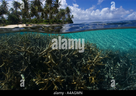 Split image of staghorn coral Acropora sp and island Truk lagoon Chuuk Federated States of Micronesia Pacific Stock Photo