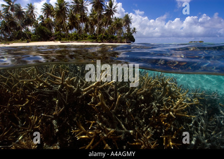 Split image of staghorn coral Acropora sp and island Truk lagoon Chuuk Federated States of Micronesia Pacific Stock Photo