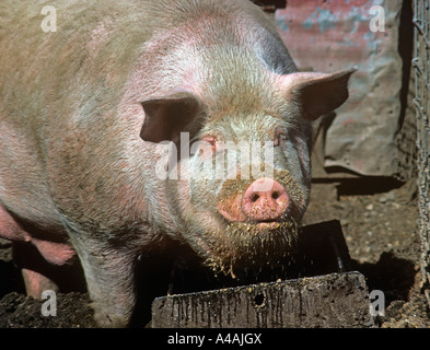 Large Boar of Great White breed of pigs lifts his head from feeding trough Stock Photo