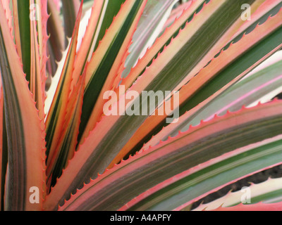 The variegated pineapple plant Ananas comosus 'Variegatus'. Stock Photo