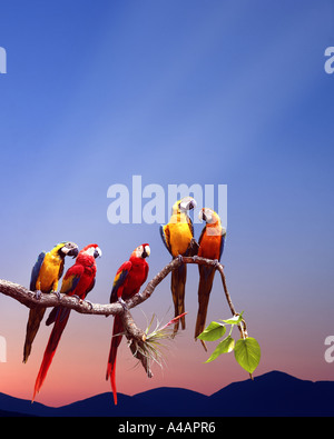 WILDLIFE:  Parrots sitting on a branch Stock Photo