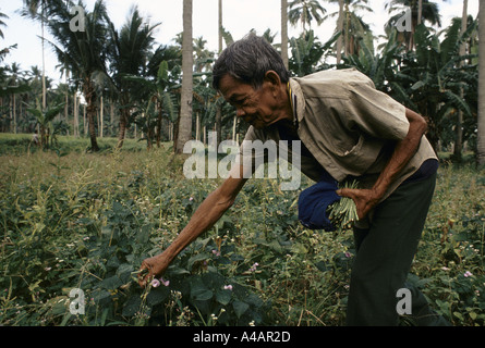 Philippines Filipino Farmer Working In Corn Field Stock Photo - Alamy