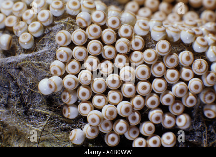 moth antiqua vapourer eggs orgyia