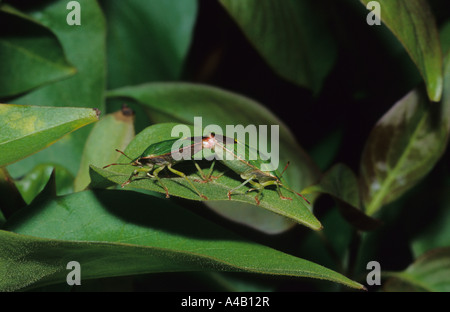 Common Green Shield Bugs Mating  (Palomena prasina) in the uk Stock Photo