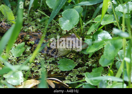 Young baby Spectacled Caiman Caiman crocodilus hinding in waterplants Tortuguero National Park Caribbean cost Costa Rica Stock Photo