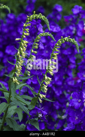 foxgloves growing in front of blue delphinium Stock Photo