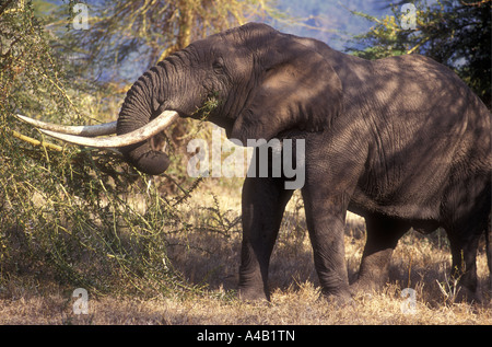 Elephant eating Yellow barked Acacia tree Ngorongoro Crater Tanzania East Africa Stock Photo