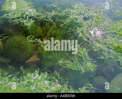 Seaweed, Gut Weed (Enteromorpha intestinalis), in a rockpool; Barra, Outer Hebrides, Scotland, UK. Stock Photo