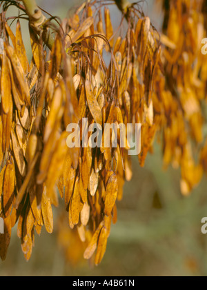 Seed pods on an Ash tree (Fraxinus excelsior) Stock Photo
