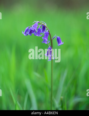 Single bluebell against a green foliage background Stock Photo