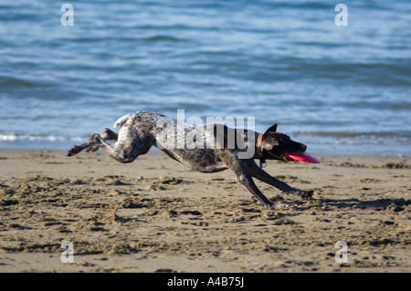 Short haired German Pointer catching frisbee at the beach Stock Photo