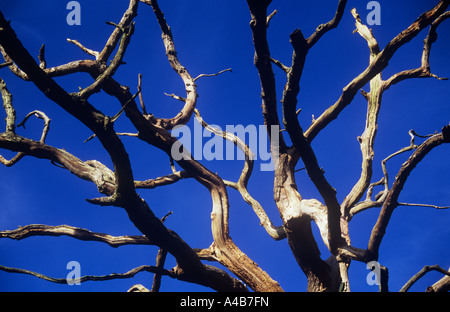 Intricate branches of English oak tree under blue sky dead and shedding bark thru old age or drought or lightning strike Stock Photo