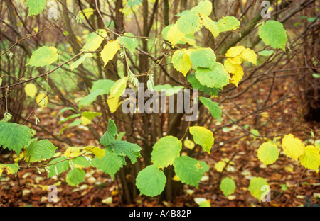 Coppiced Common hazel or Corylus avellana bush with autumnal yellow and green leaves young catkins and carpet of brown leaves Stock Photo