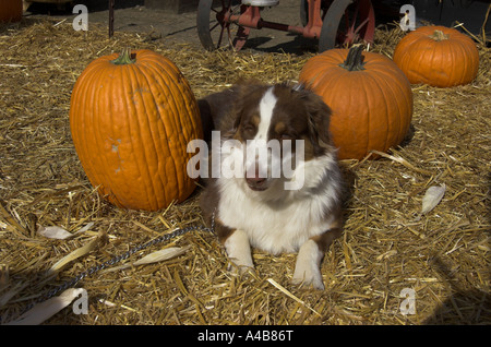 dog guarding pumpkins Molly is a 1 year old red tri Australian Shepherd Stock Photo