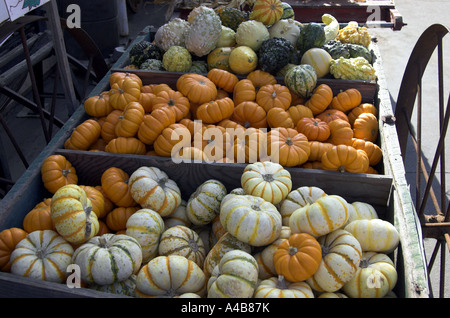 Pumpkins and gourds on display in a farmer s market for halloween fall 2006 in central valley of California Stock Photo