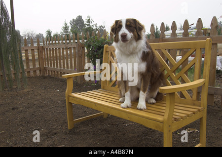 Dog on bench space for text authority figure Molly is an Australian Shepherd 1 year old red tri color Stock Photo