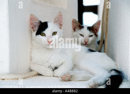 Santorini island cats Greece Meditarannean Stock Photo