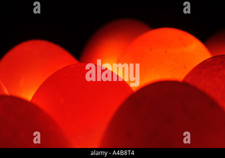 Chicken eggs lit from below Stock Photo