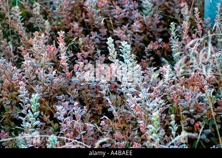 Blueberry plant in frost Stock Photo