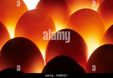 Chicken eggs lit from below Stock Photo
