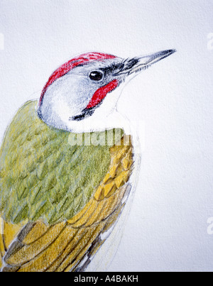 Field Sketches by Japanese wildlife artist Ichiro Kikuta of Japanese Green Woodpecker Picus awokera  ( Ao-gera ) Stock Photo