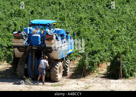 Grape harvester