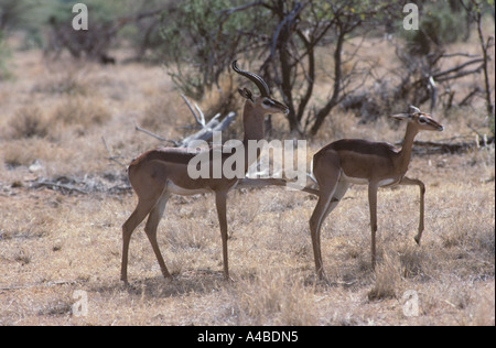 Gerenuk Litocranius walleri Pair Stock Photo