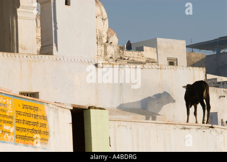 Stock image of hoy cow on bathing ghat in Pushkar Rajasthan India Stock Photo