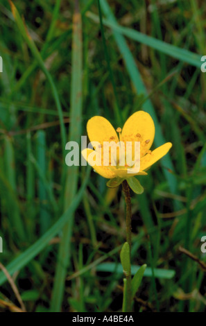 Marsh Saxifrage (Saxifraga hirculus). Stock Photo