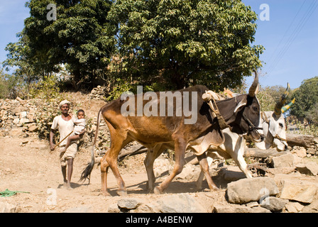 Stock image of a water wheel oxen and rajasthan farmer bring up water for irrigation in Rajasthan India Stock Photo