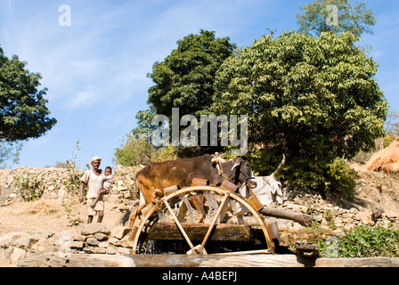 Stock image of a water wheel oxen and rajasthan farmer bring up water for irrigation in Rajasthan India Stock Photo