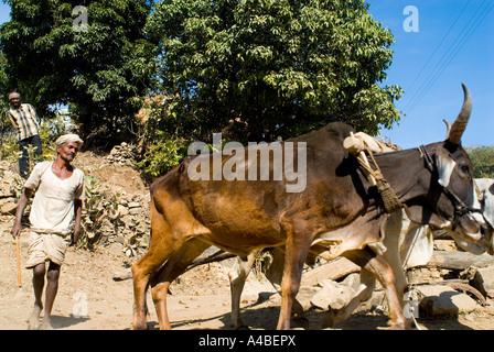 Stock image of a water wheel oxen and rajasthan farmer bring up water for irrigation in Rajasthan India Stock Photo