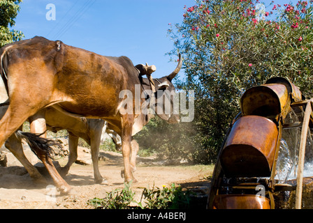 Stock image of a water wheel and oxenin rajasthan india Stock Photo