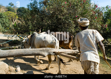 Stock image of a water wheel oxen and rajasthan farmer bring up water for irrigation in Rajasthan India Stock Photo