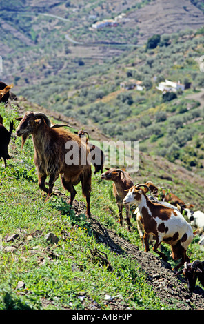 Herd of goats Capra aegagrus hircus on hillside Malaga Costa del Sol Spain Stock Photo